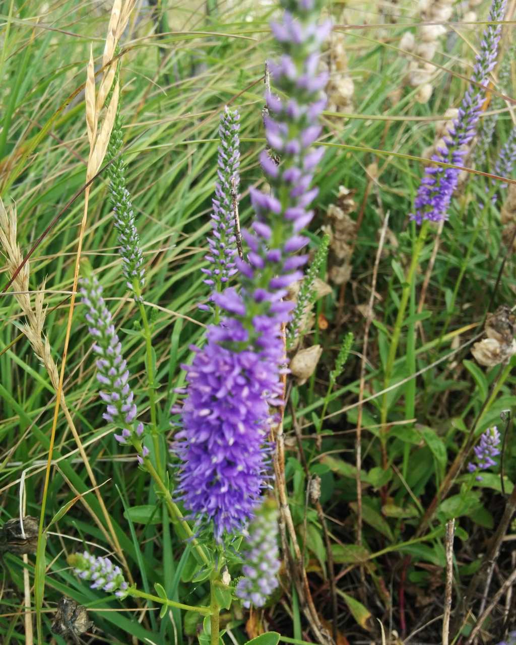 Veronica spicata